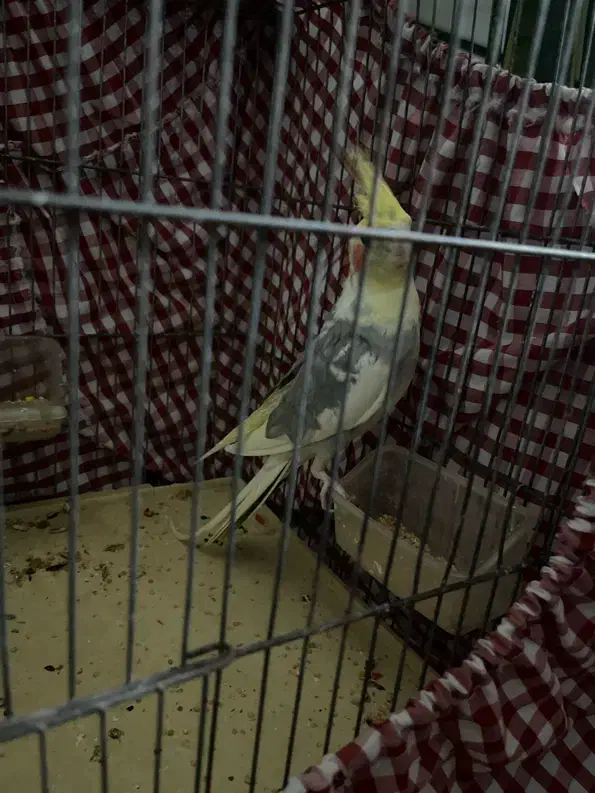 عروس هلندی|پرنده|تهران, تهرانسر مرکزی|دیوار