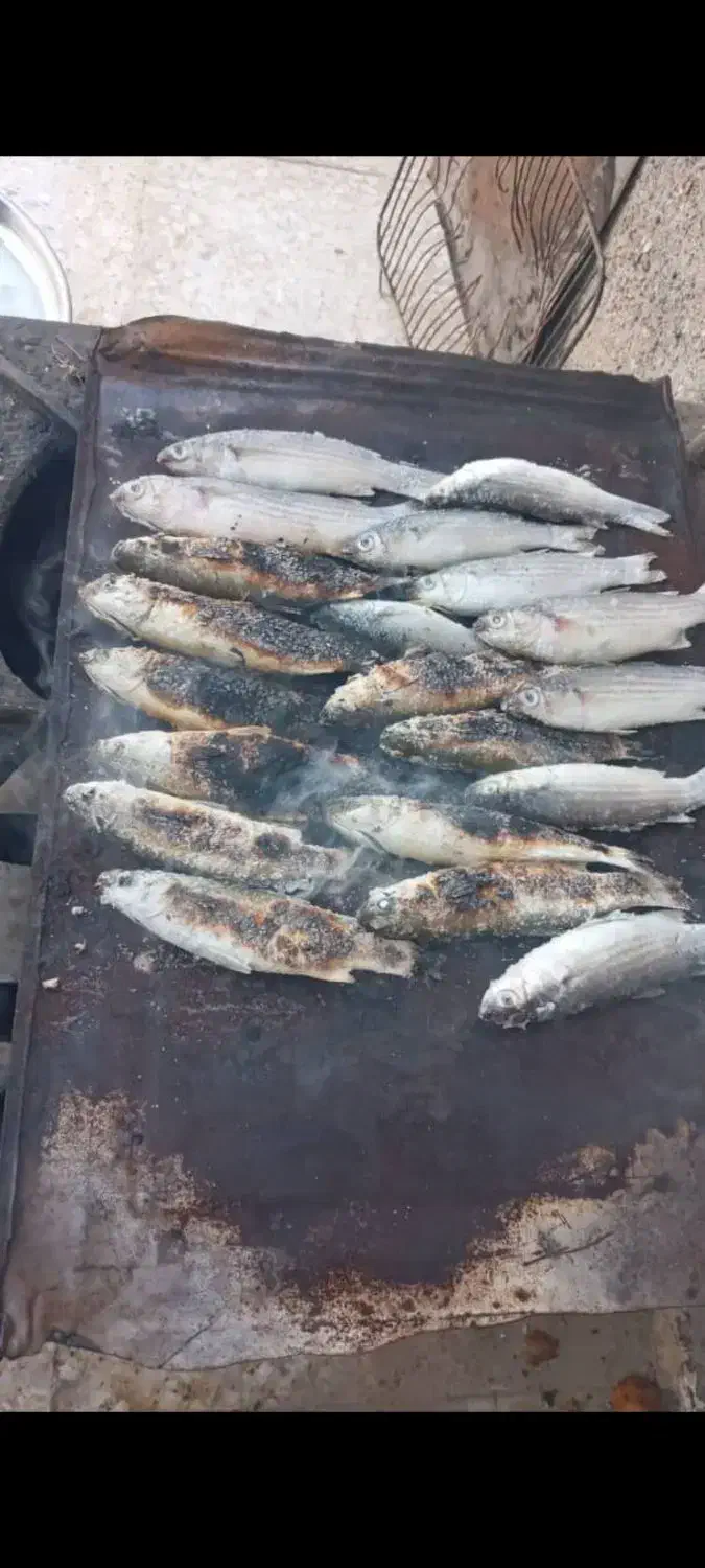 ماهی تازه تازه هست|ماهی|میناب, |دیوار