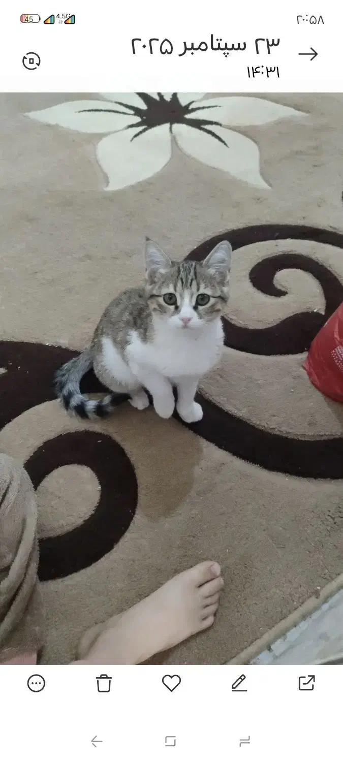 بچه گربه گم شده|گربه|مرند, |دیوار