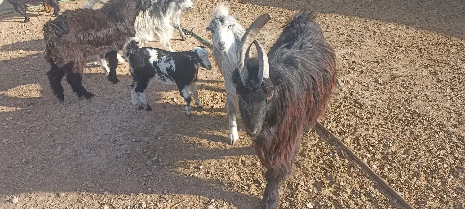 بز (دوبر )|حیوانات مزرعه|شهرضا, |دیوار