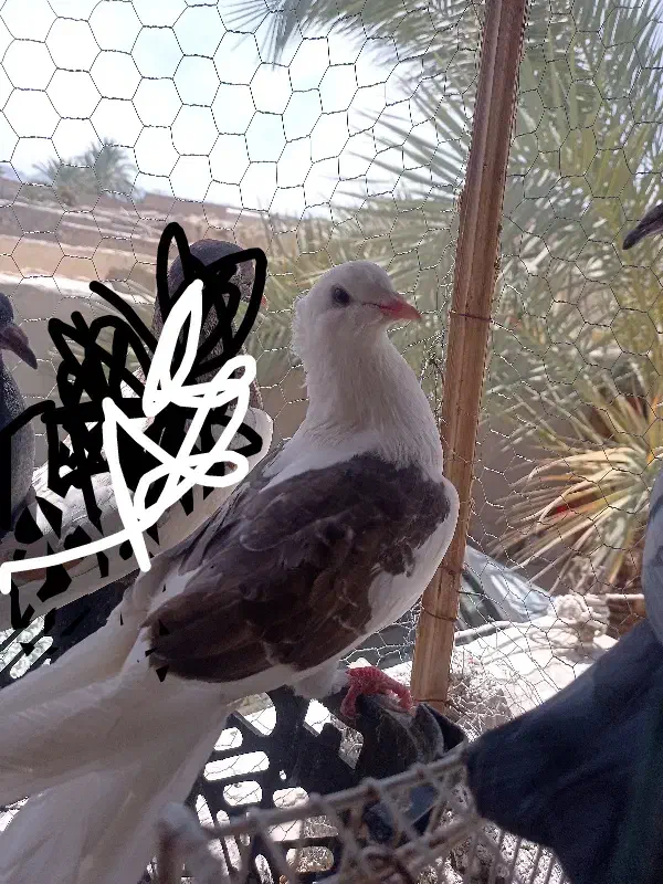 700|پرنده|سراوان, |دیوار