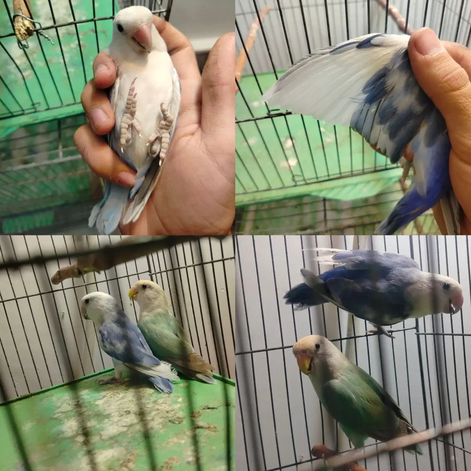 گرینچیک سرلاکی و کوتوله بالغ رنگ خاص|پرنده|بناب, |دیوار