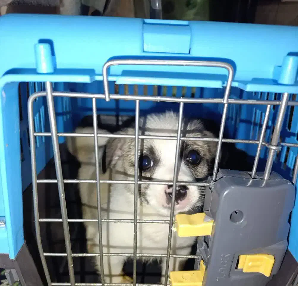 سگ خانگی|سگ|شیراز, شهرک قمشه|دیوار