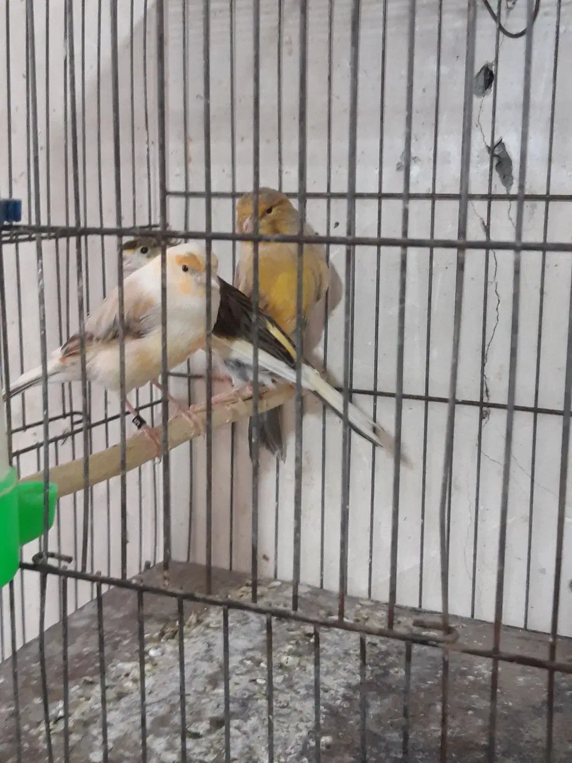 ۳تا ماده قناره|پرنده|اصفهان, سرچشمه|دیوار