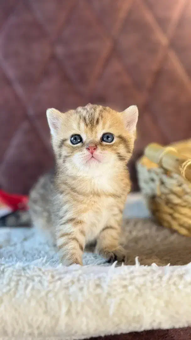 بچه گربه های دلربا در شیراز|گربه|شیراز, سینما سعدی|دیوار