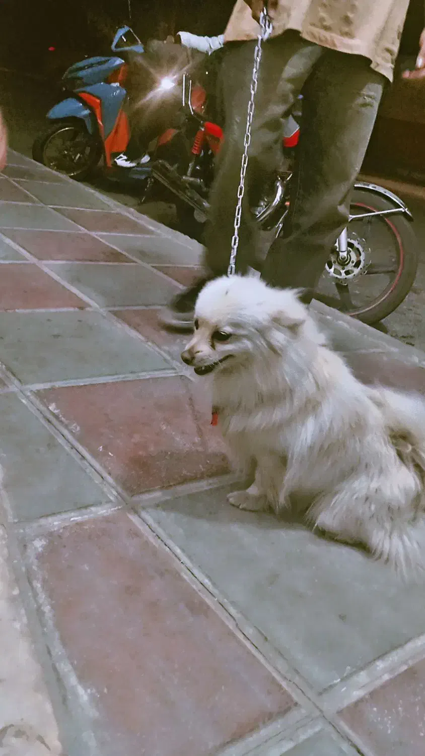 سگ پامریین|سگ|یزد, |دیوار