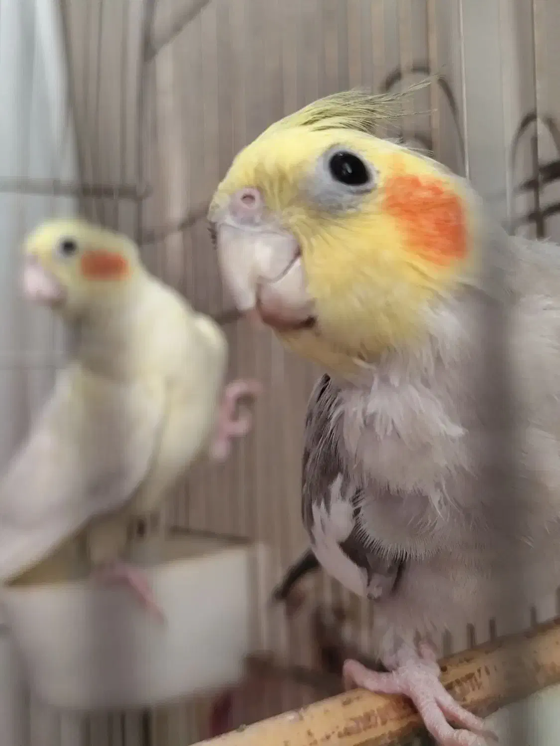 طوطی عروس هلندی ۱جفت|پرنده|قرچک, شهرک طلائیه|دیوار