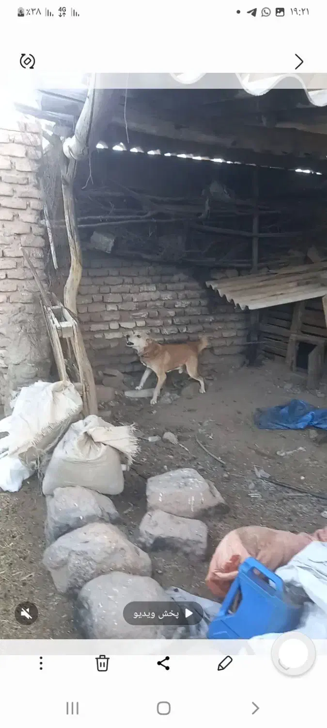 سگ گیرنده|حیوانات|کوهساران, |دیوار