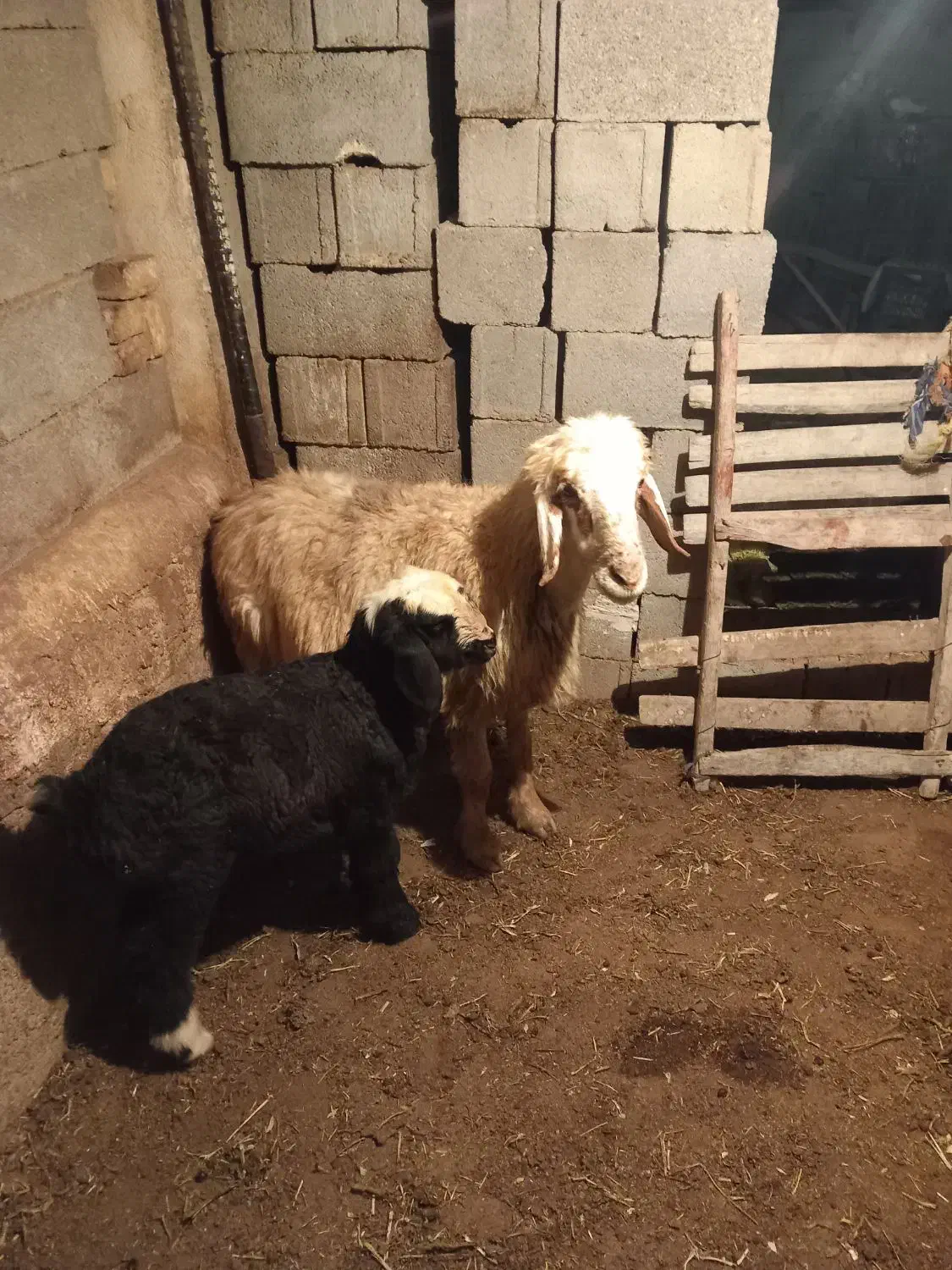 میش|حیوانات مزرعه|جره و بالاده, |دیوار