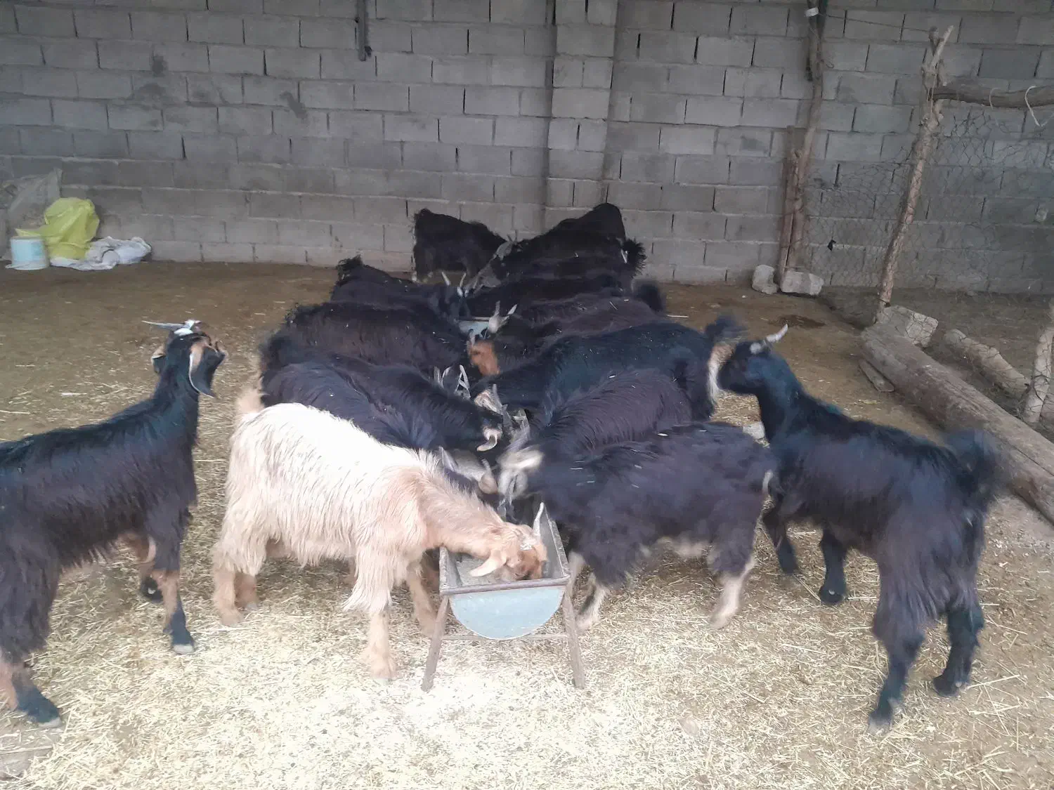 بیگ‌نراوماده‌چاغ‌برافروش|حیوانات مزرعه|اندیمشک, |دیوار