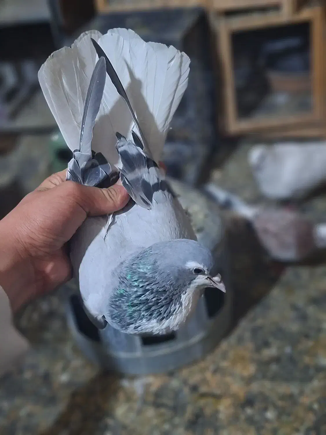 کفتر چادری|حیوانات|نسیم‌شهر, |دیوار