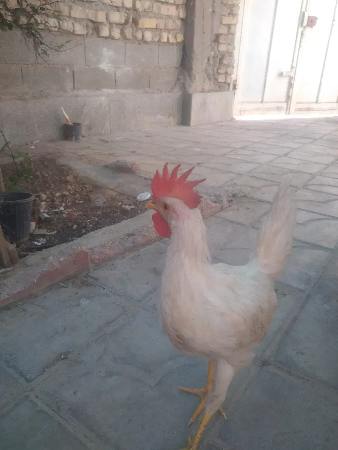 جوجه خروس سر بری|حیوانات مزرعه|شیراز, شریف‌آباد|دیوار