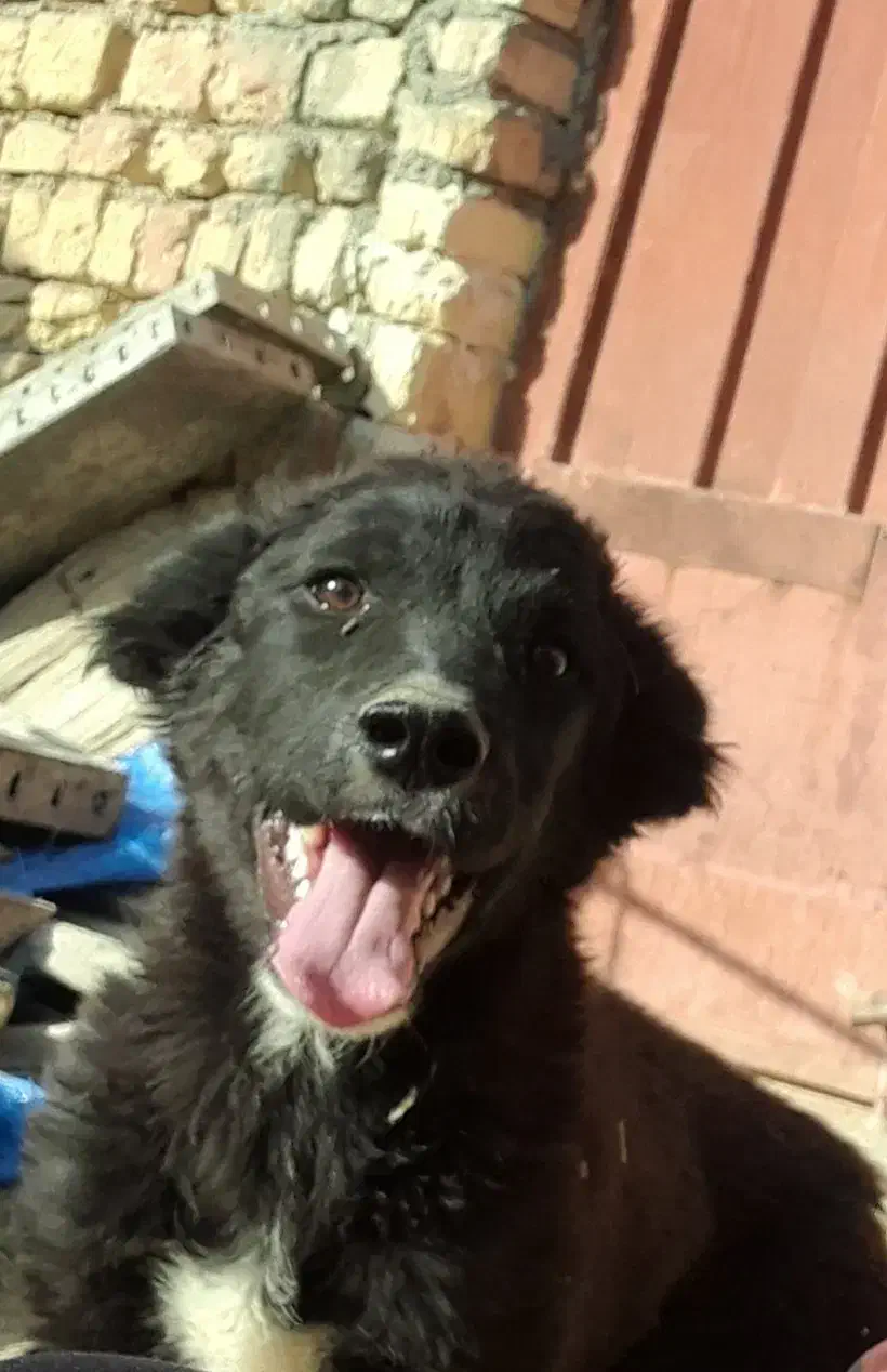 سگ قدرجونی|سگ|مبارکه, |دیوار