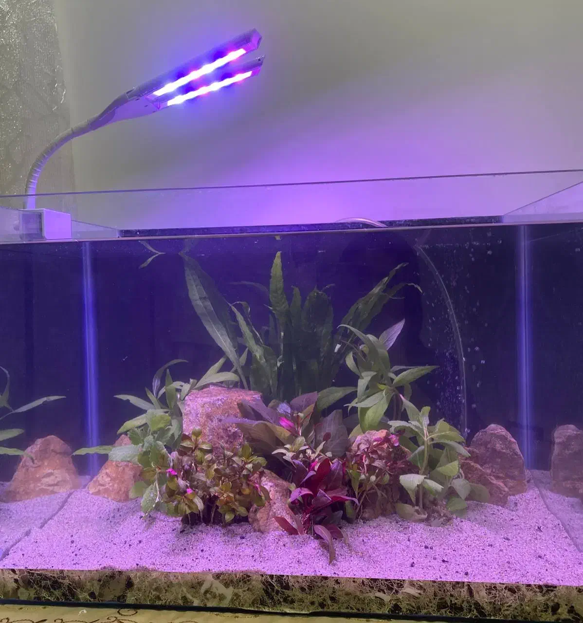 اکواریوم پلنت زیبا|ماهی|تهران, دستغیب|دیوار