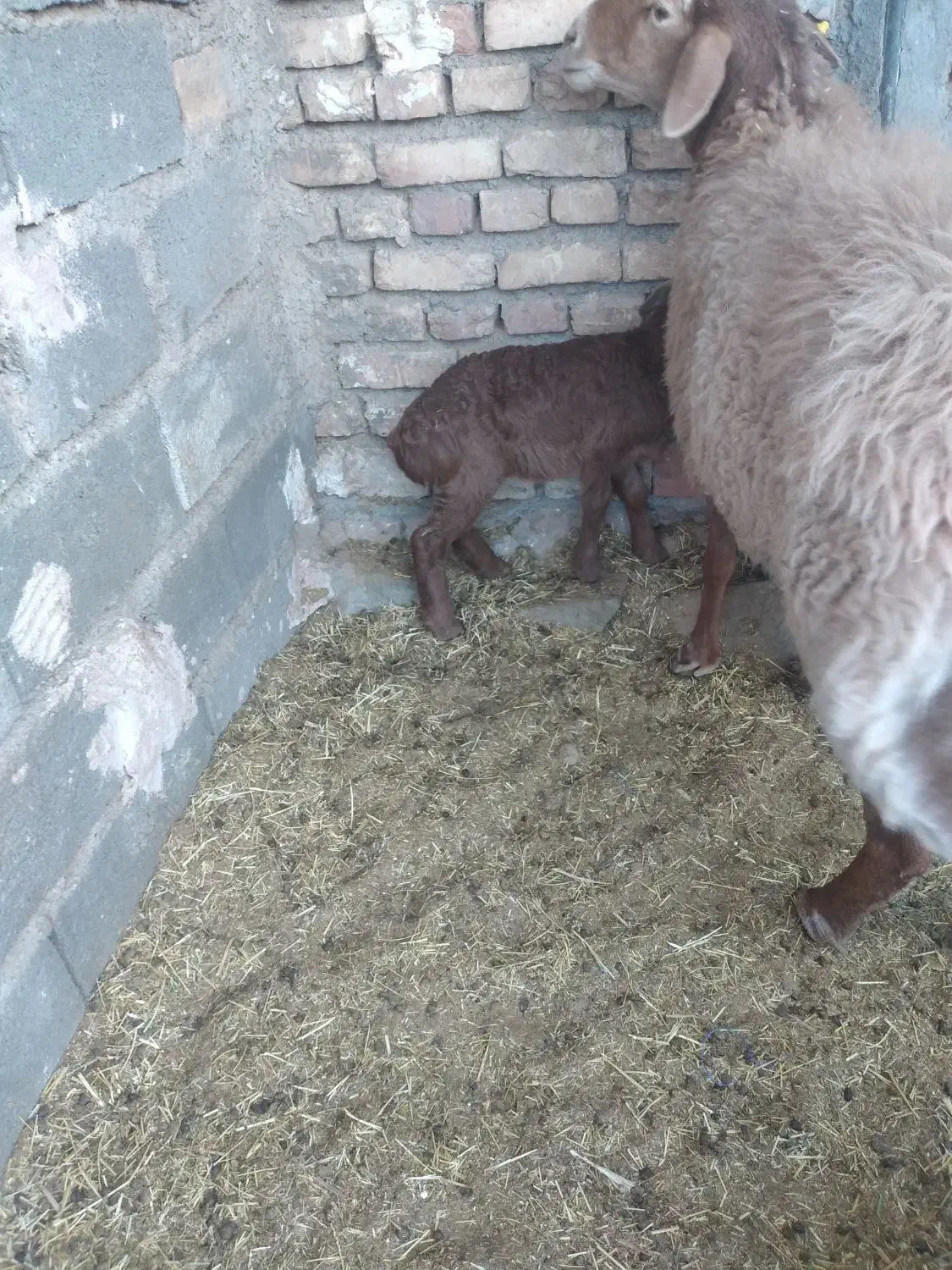 میش چینی با بره|حیوانات مزرعه|بیرجند, |دیوار