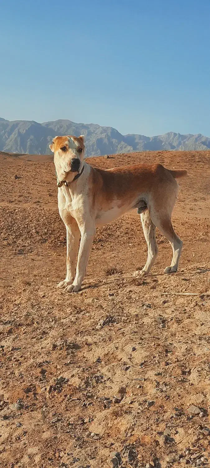 سگ گله|سگ|بالا ولایت, |دیوار