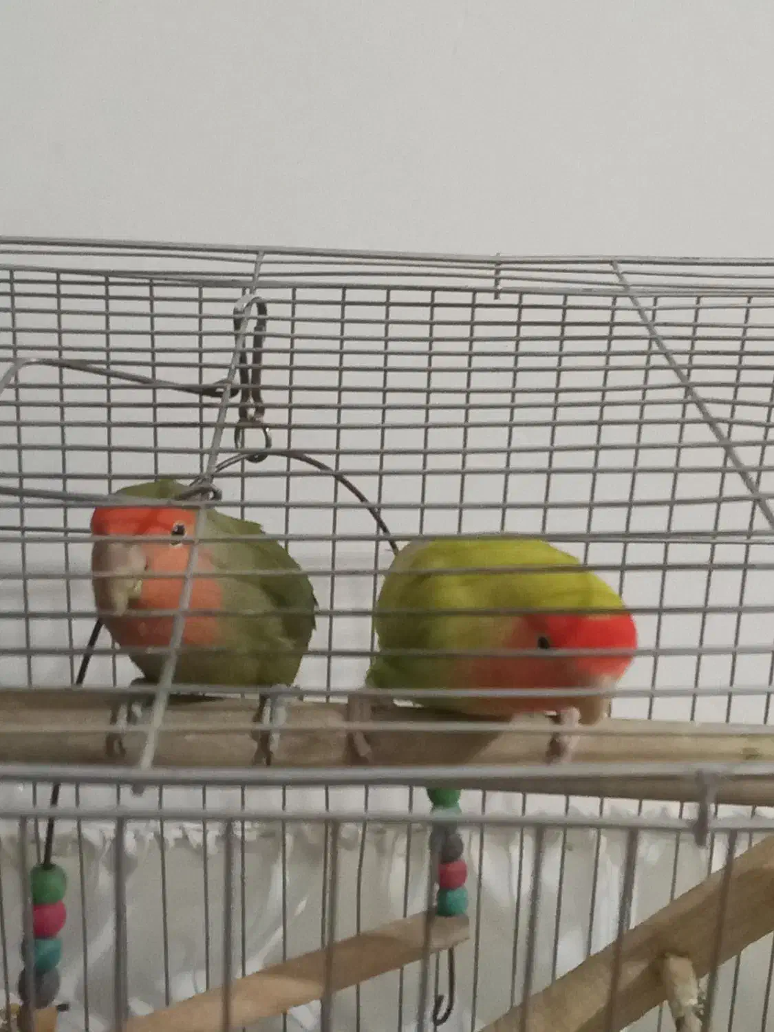 چهار تارنگی بادونا طوطی کوتوله موولد|پرنده|ایوان, |دیوار