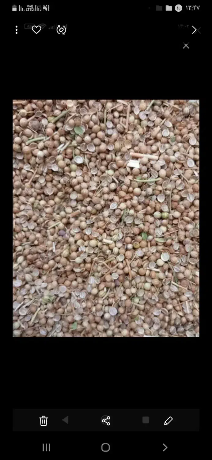 گشنیز بذری|خدمات باغبانی و درختکاری|نهاوند, |دیوار