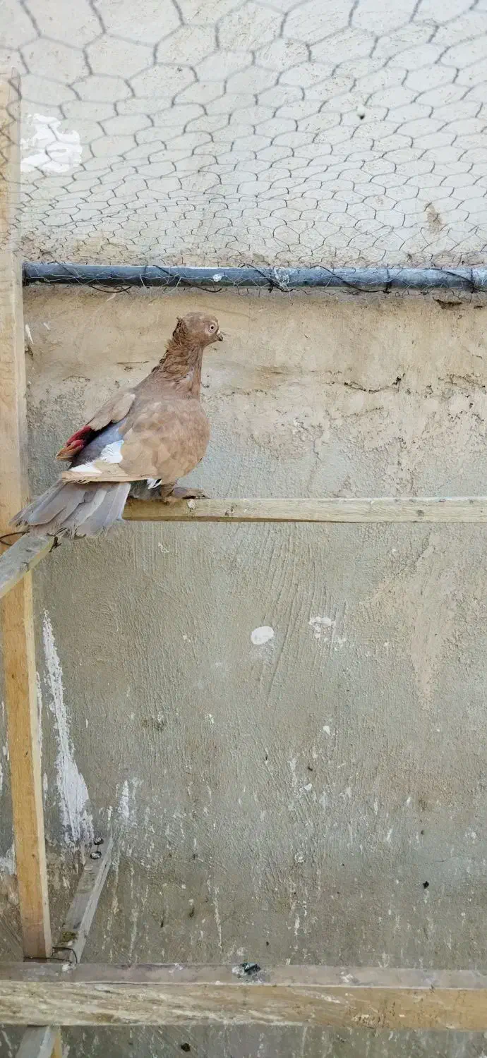 کفتر رنگی زردی دم سفید مهر  و زردی|پرنده|قم, شاه سید علی|دیوار