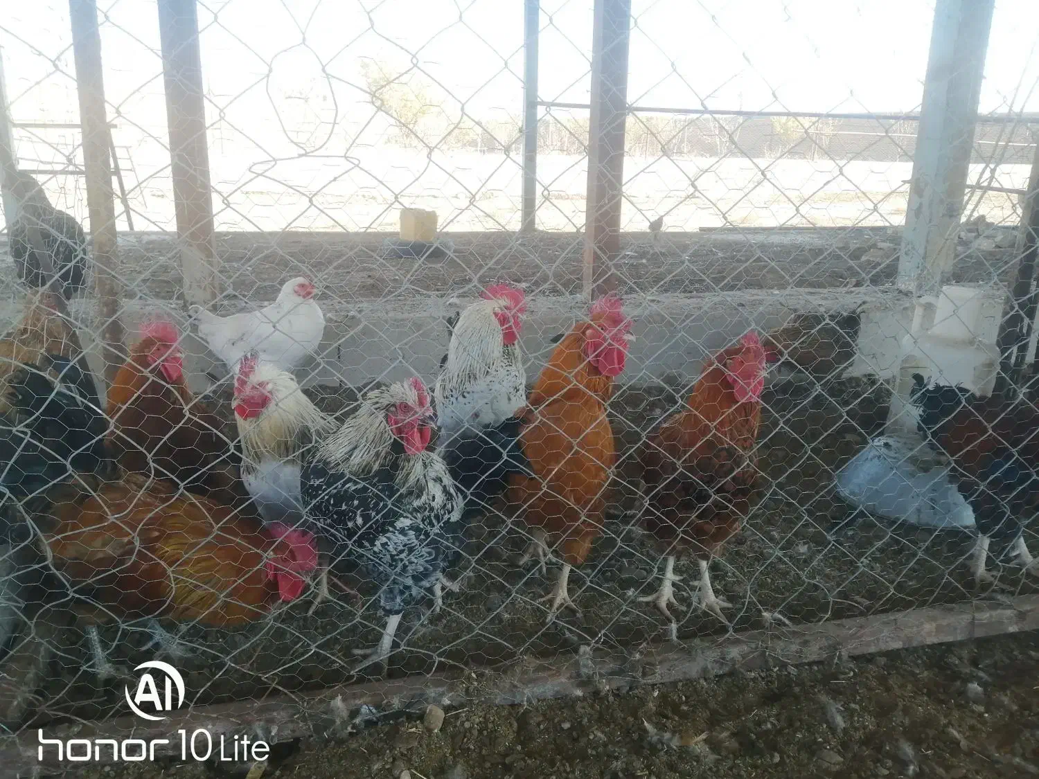 خروس محلی|حیوانات مزرعه|زبرخان, |دیوار