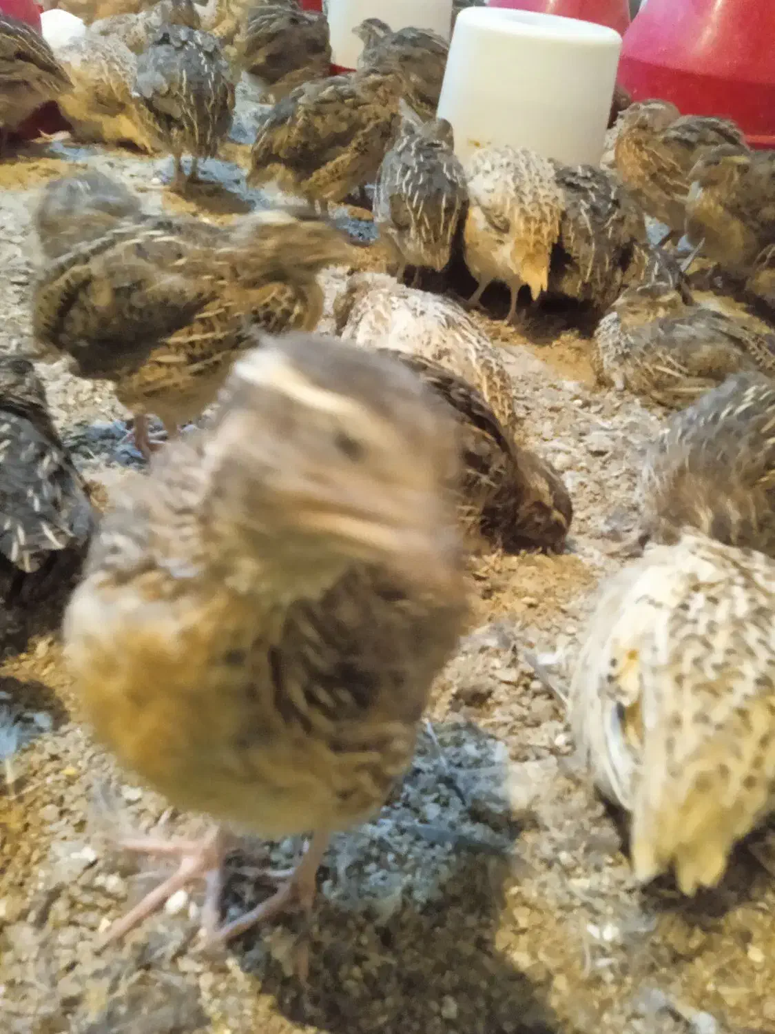 بلدرچین امیدیه|حیوانات مزرعه|امیدیه, |دیوار