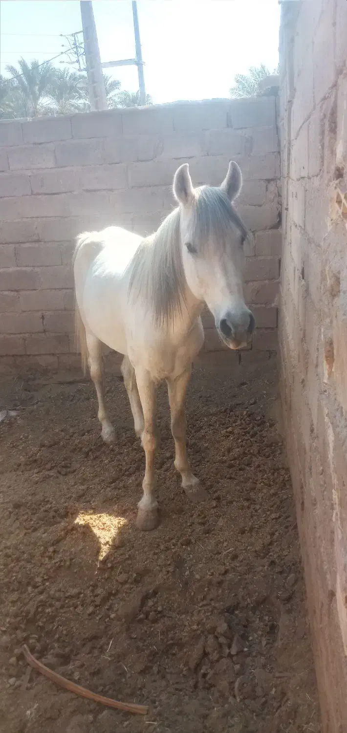 اسب نریون|اسب و تجهیزات اسب‌سواری|نرماشیر, |دیوار