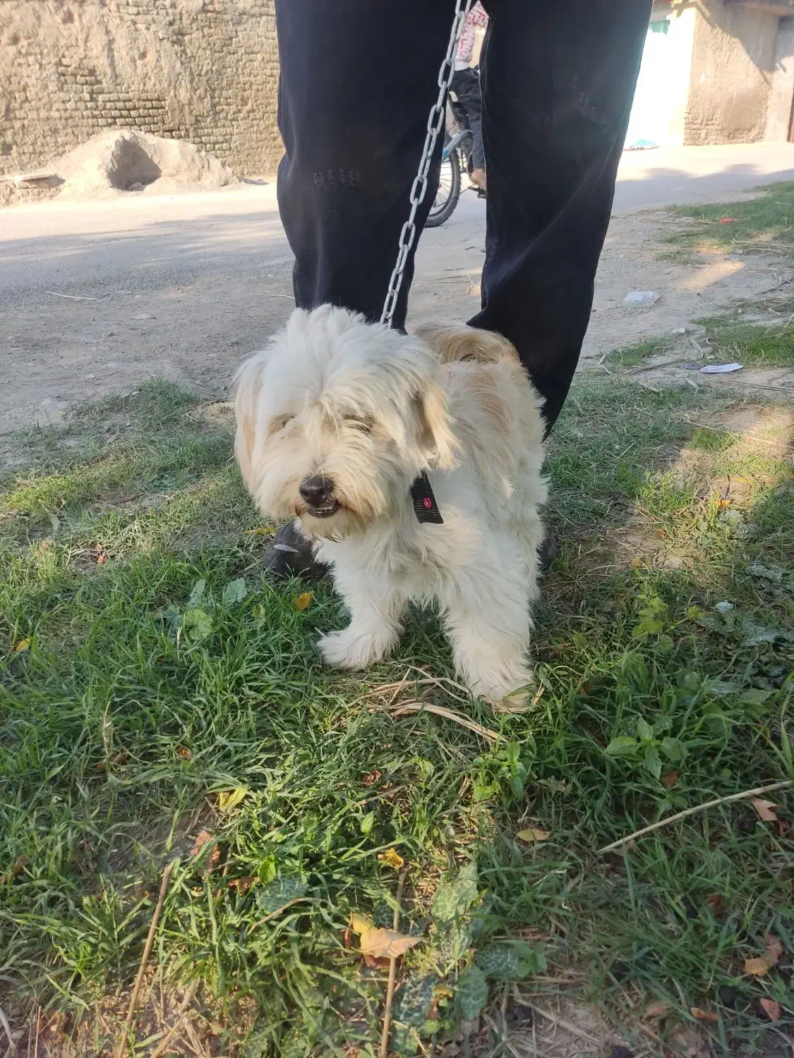 سگ  زیبا اروم باهوش|سگ|گرگان, |دیوار