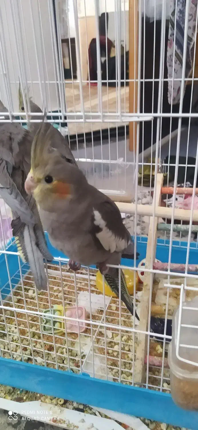 عروس هلندی|پرنده|میانه, |دیوار