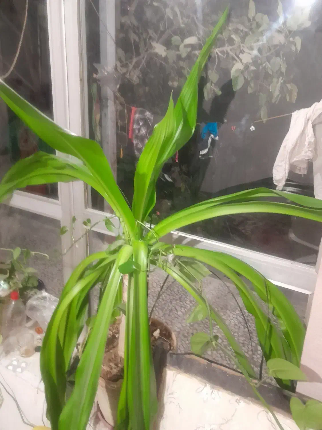 گل موزی فروشی|گل و گیاه طبیعی|خمینی‌شهر, |دیوار