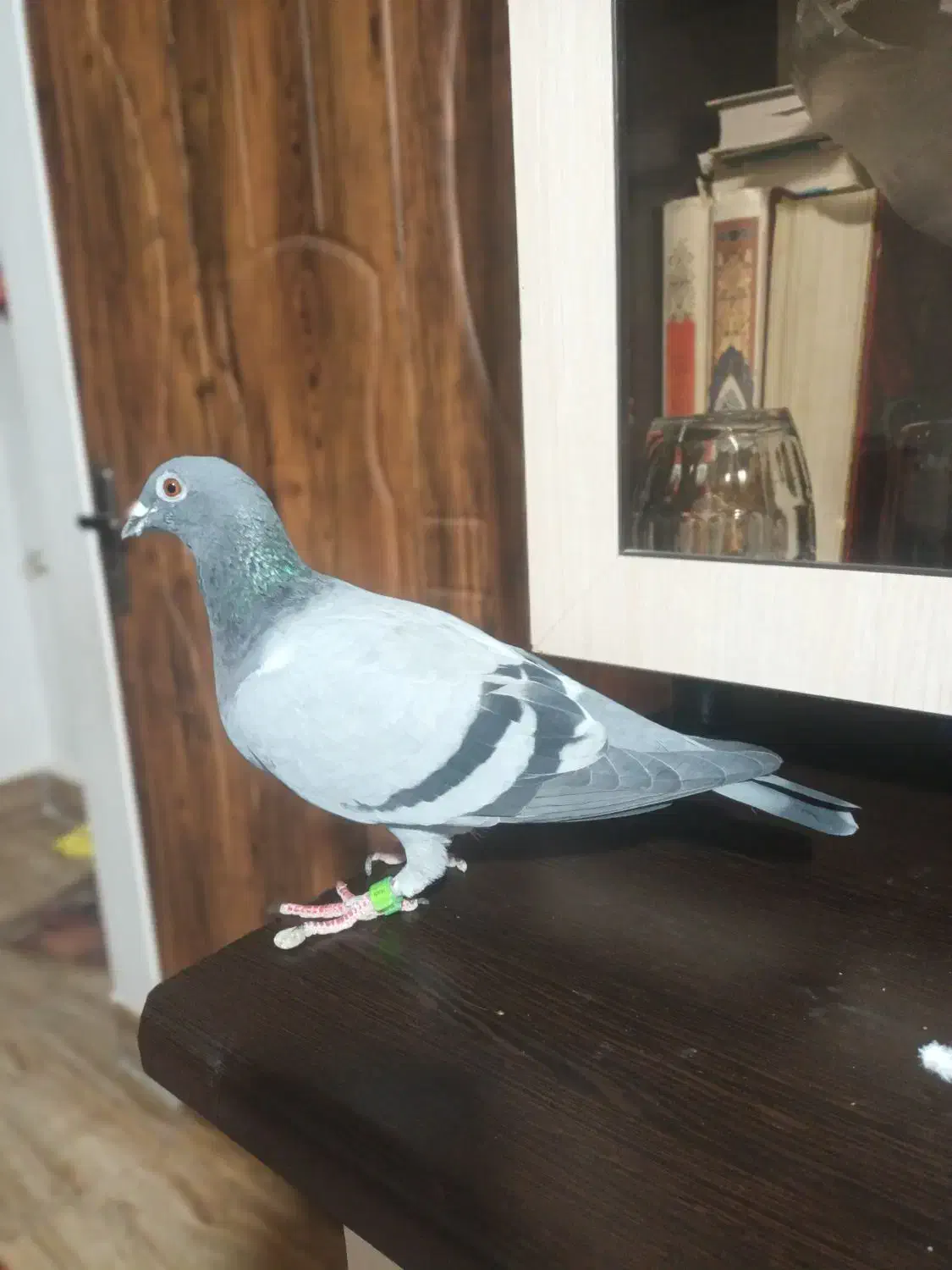 کفتر مسافتی ماده|پرنده|نسیم‌شهر, |دیوار