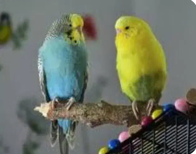 سرریز|پرنده|سراوان, |دیوار