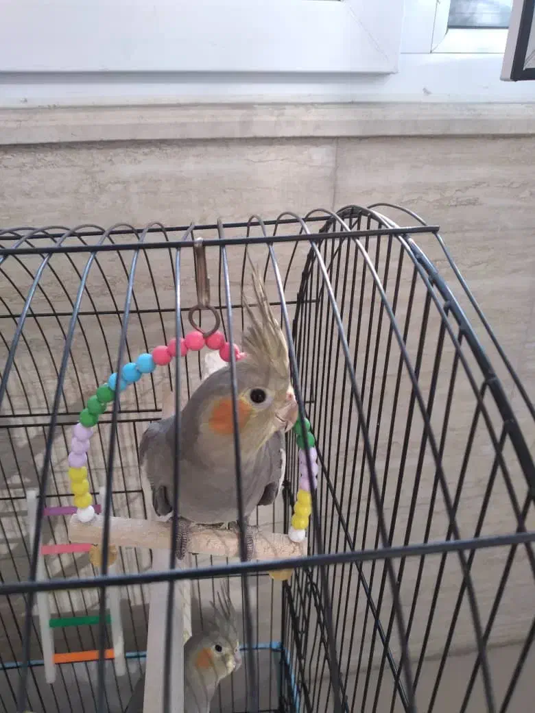 جوجه عروس هلندی به فروش میرسد|پرنده|رشت, سعدی (تختی)|دیوار