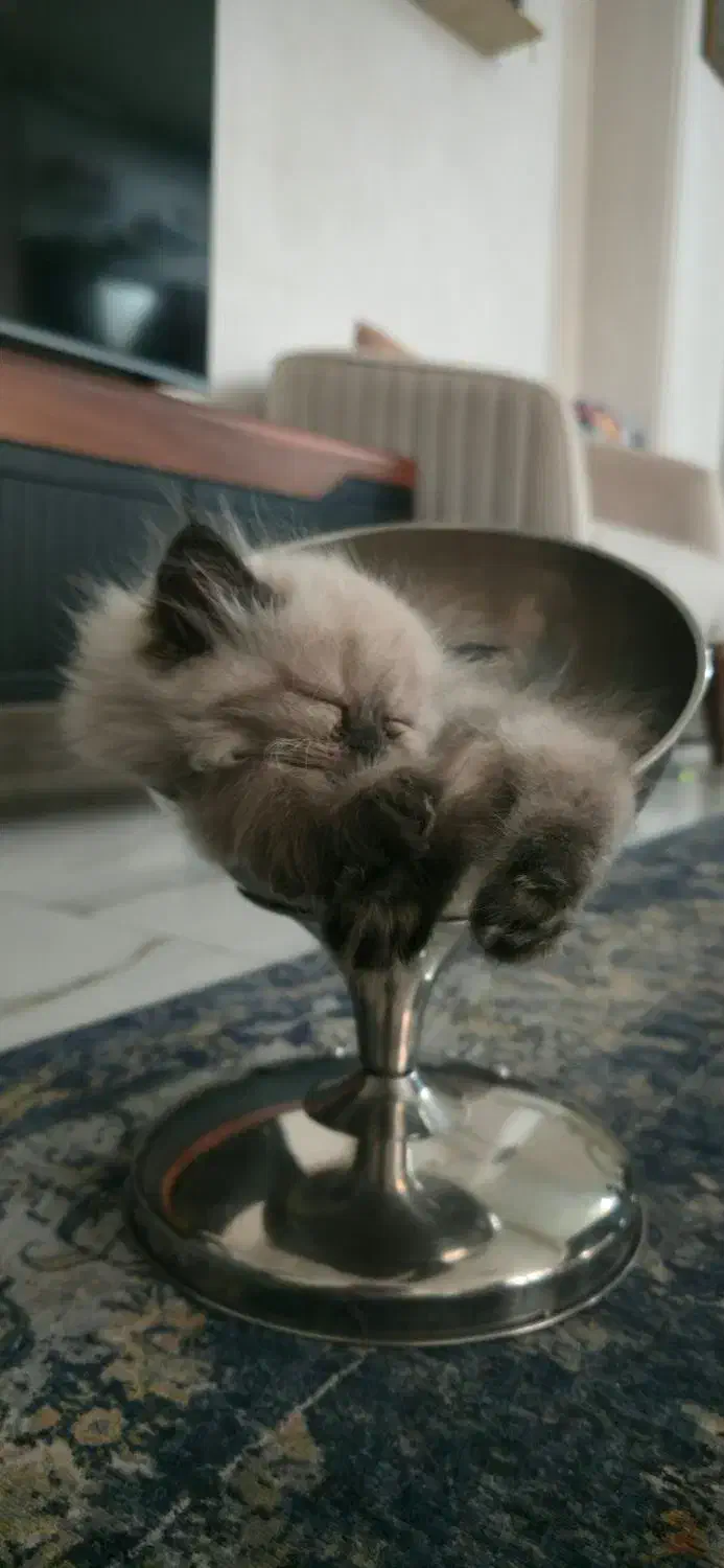 گربه پرشین هیمالین دختر و پسر|گربه|آفتاب, |دیوار