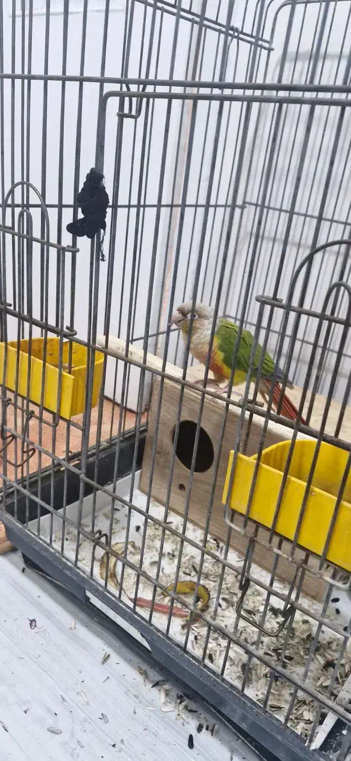 طوطی گیرینچک|پرنده|تهران, وحیدیه|دیوار