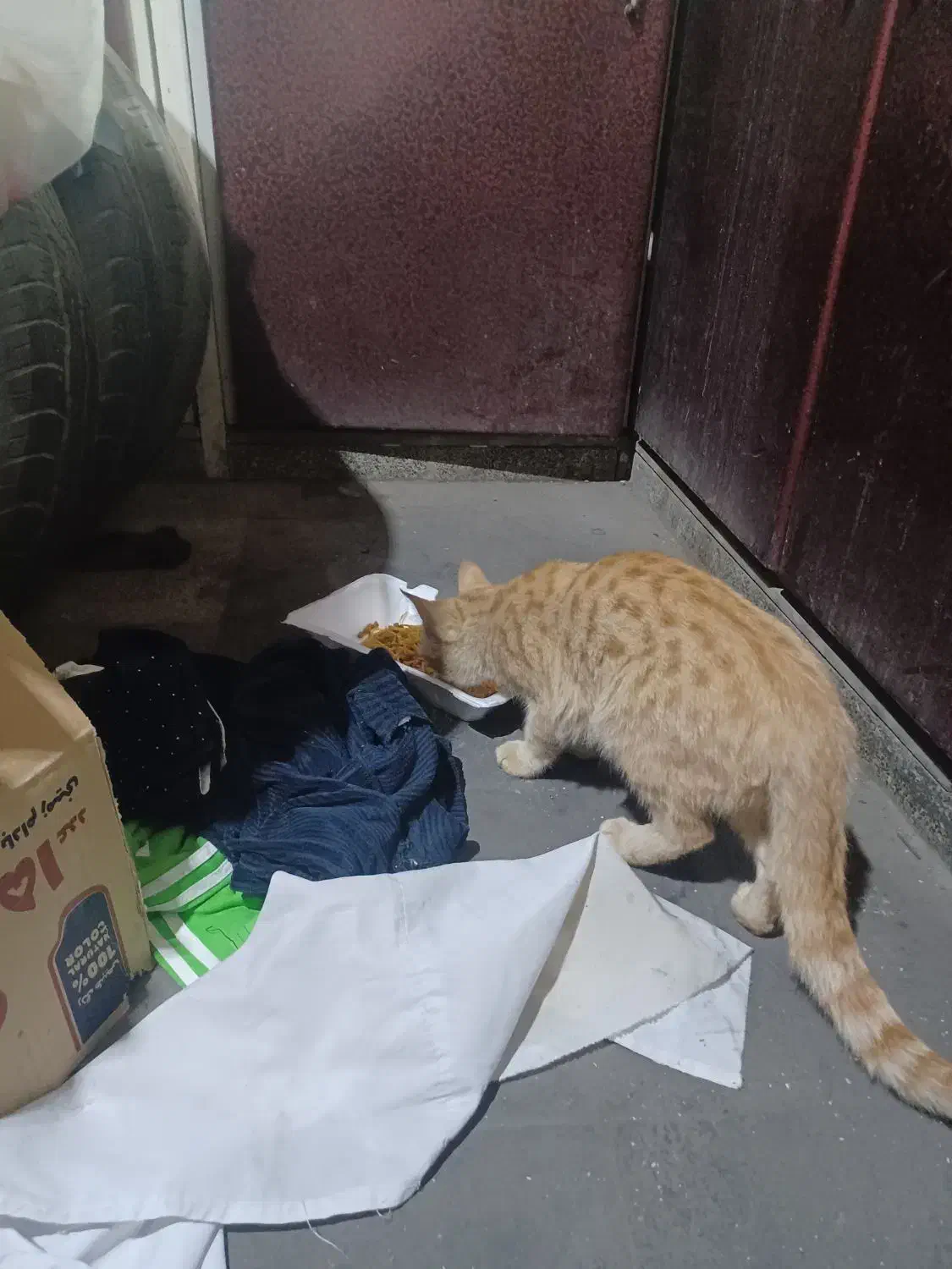 گارفیلد مهربون کاملا دستی و لوس رایگان|گربه|شهریار, شهرک شاهد|دیوار