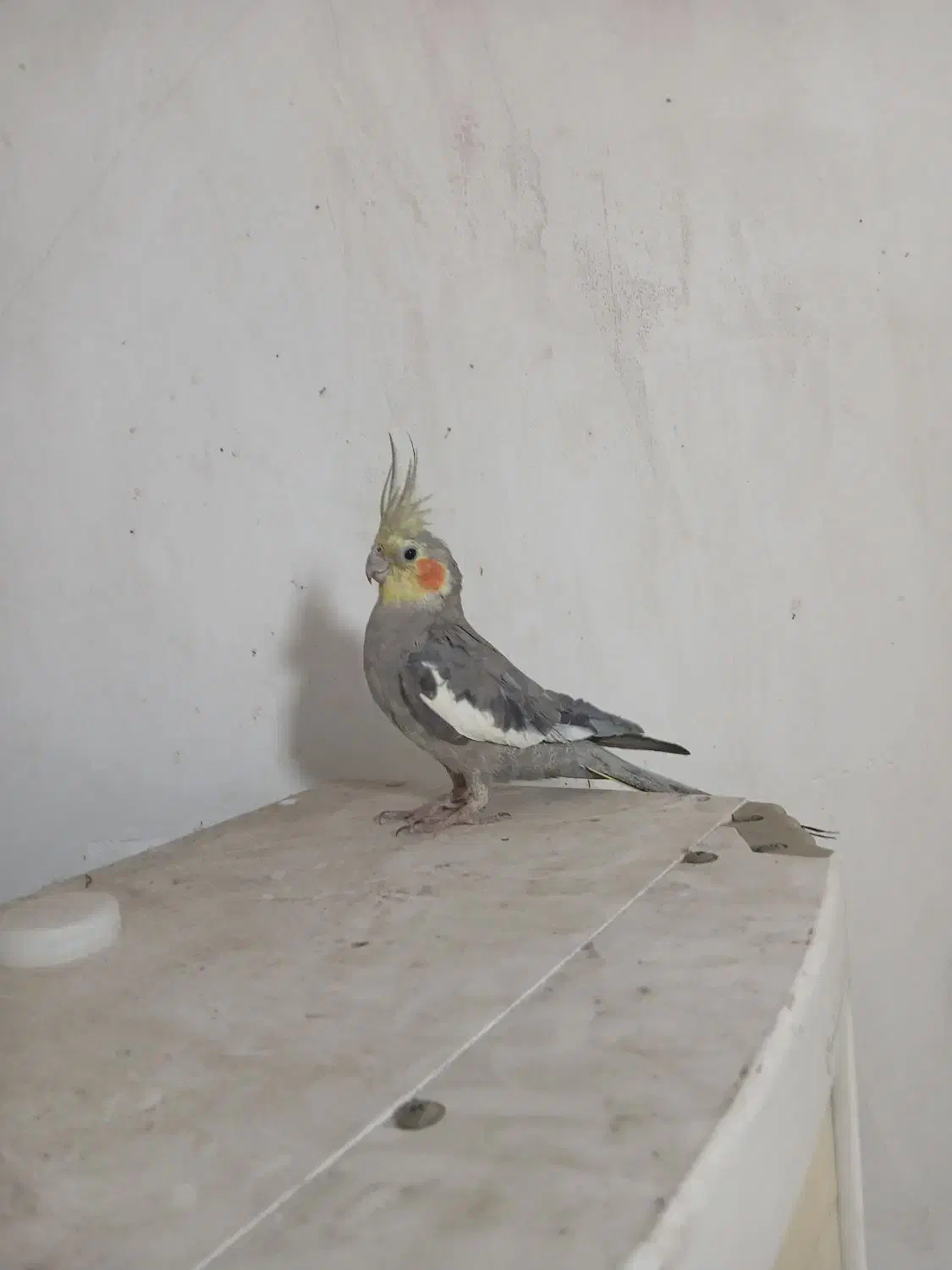 عروس پاریس|پرنده|اهواز, زیتون کارگری|دیوار