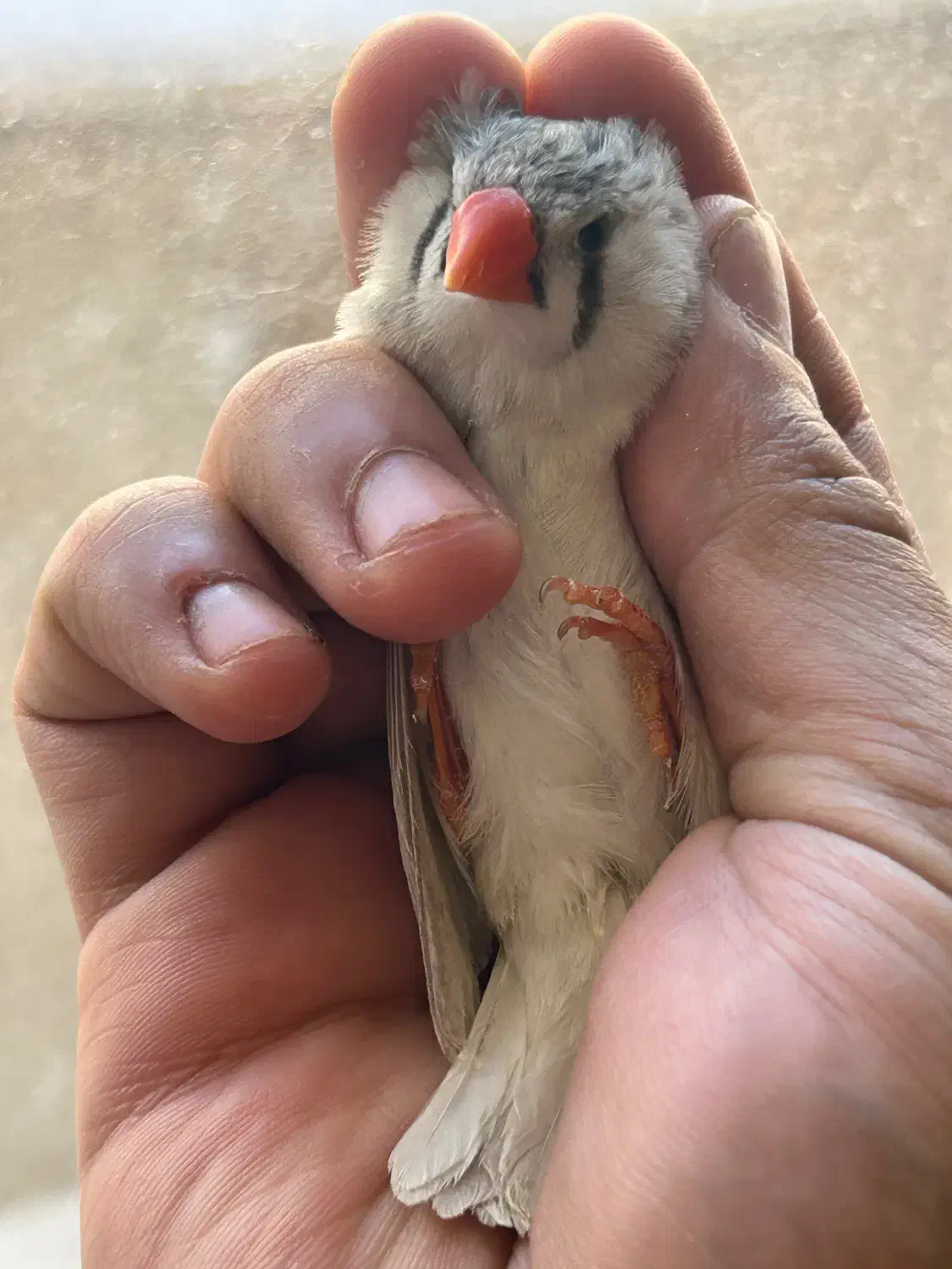 فنچ|پرنده|اردبیل, |دیوار