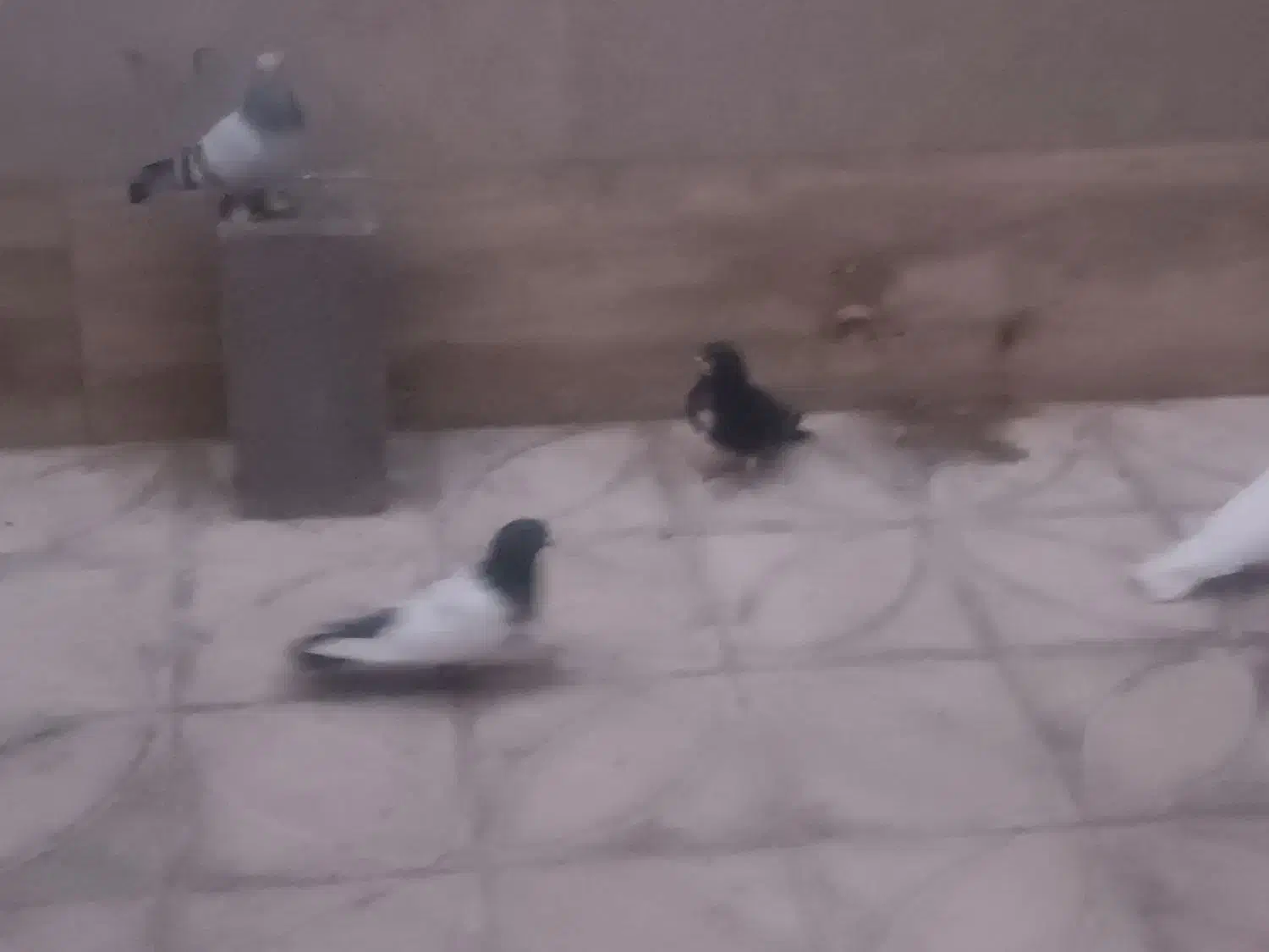 کبوتر کله دمبی و سفید و دم سفید وطوقی و...|پرنده|شیراز, زیباشهر|دیوار