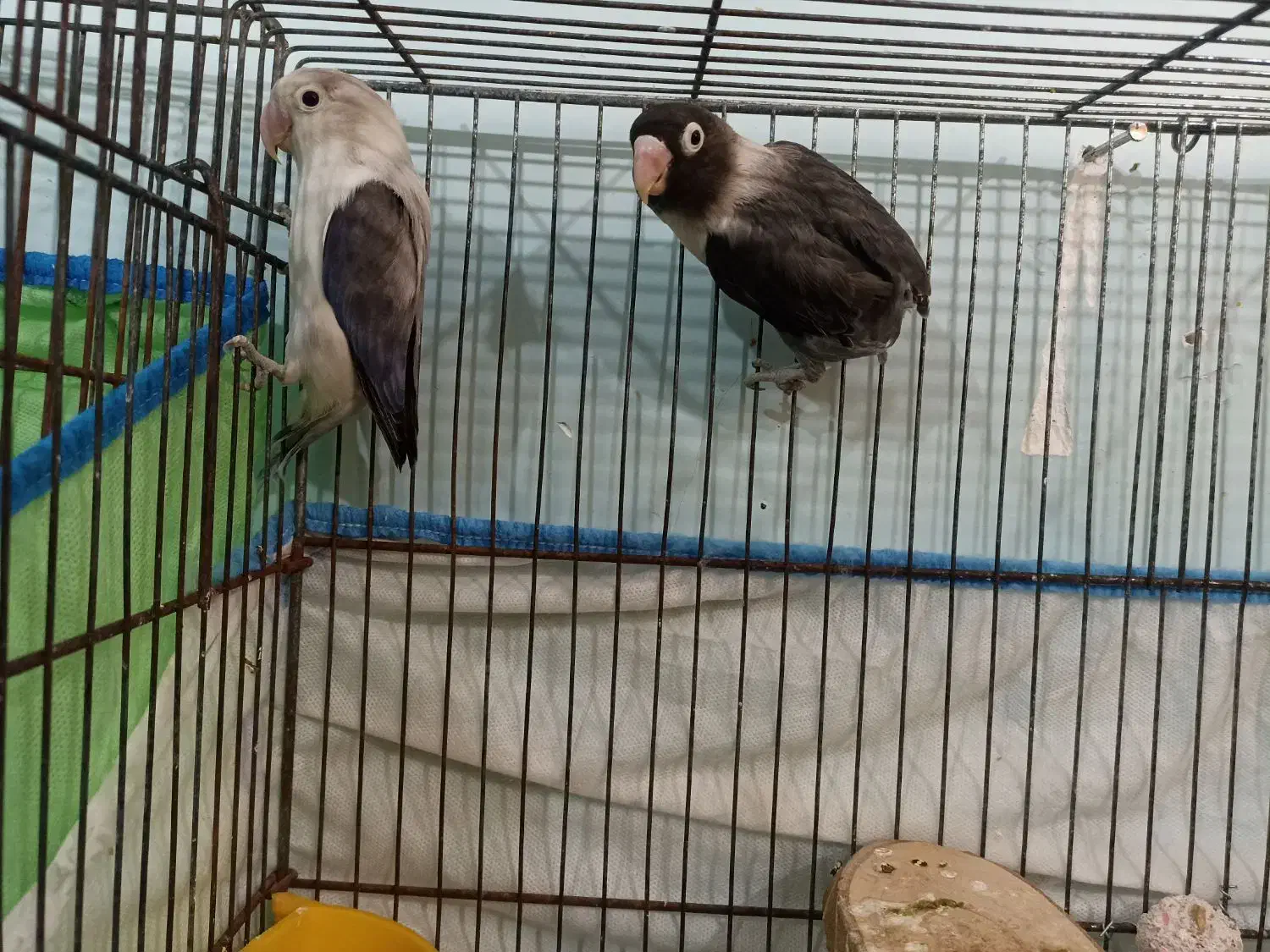 جفت طوطی برزیلی یویینگ ویولت و سیاه ماسکت|پرنده|اهواز, کوروش|دیوار