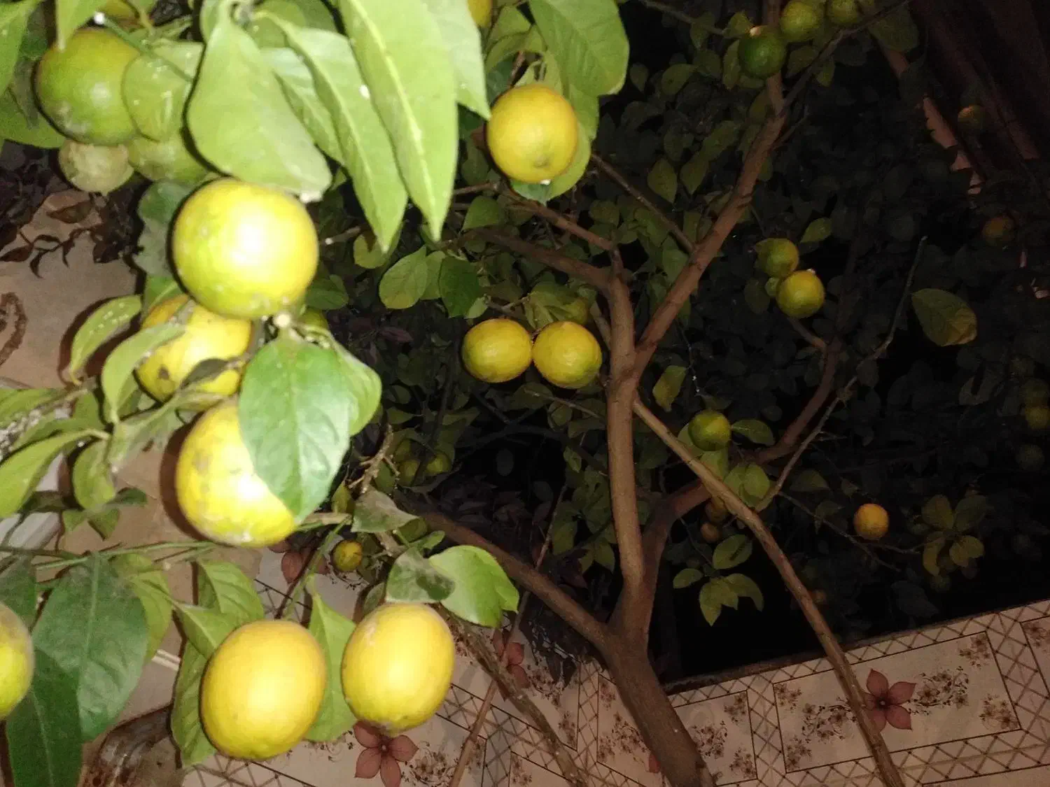 فروش لیموترش|حراج|لنگرود, |دیوار