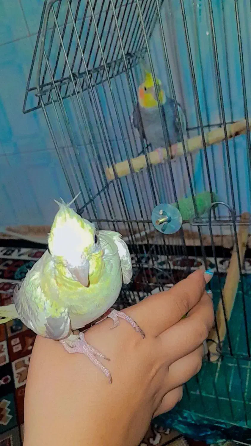 عروس هلندی طوطی برزیلی|پرنده|چهارباغ, |دیوار