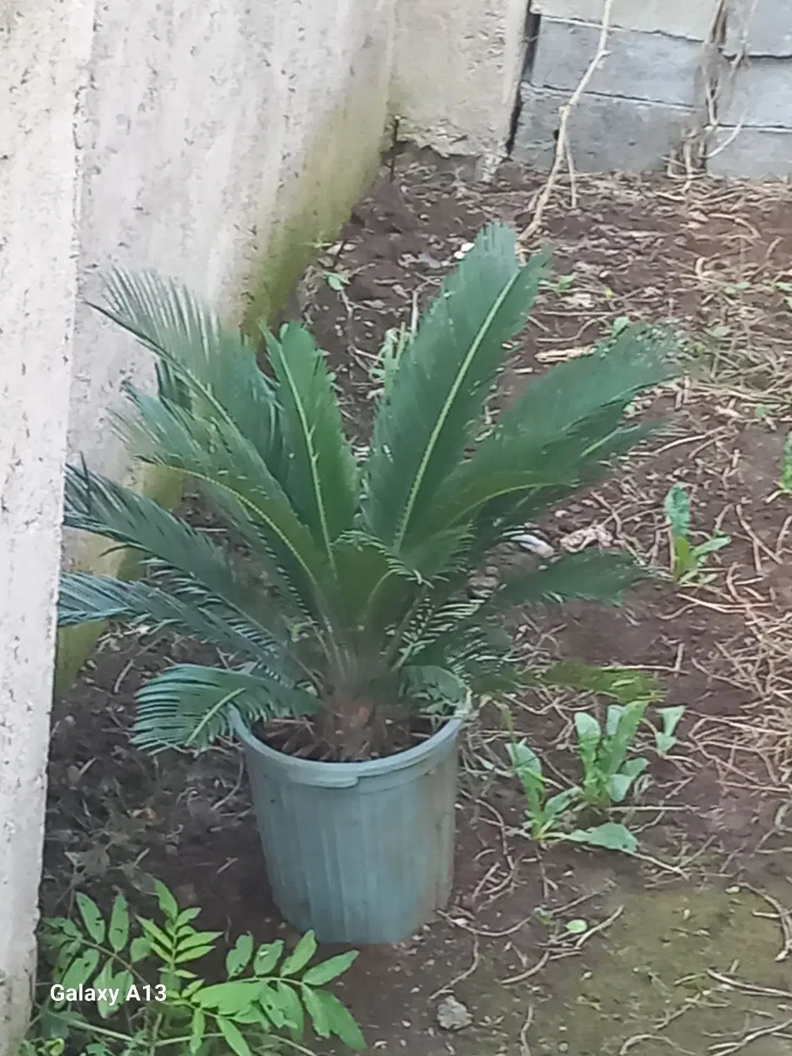 فروش گل|گل و گیاه طبیعی|اطاقور, |دیوار