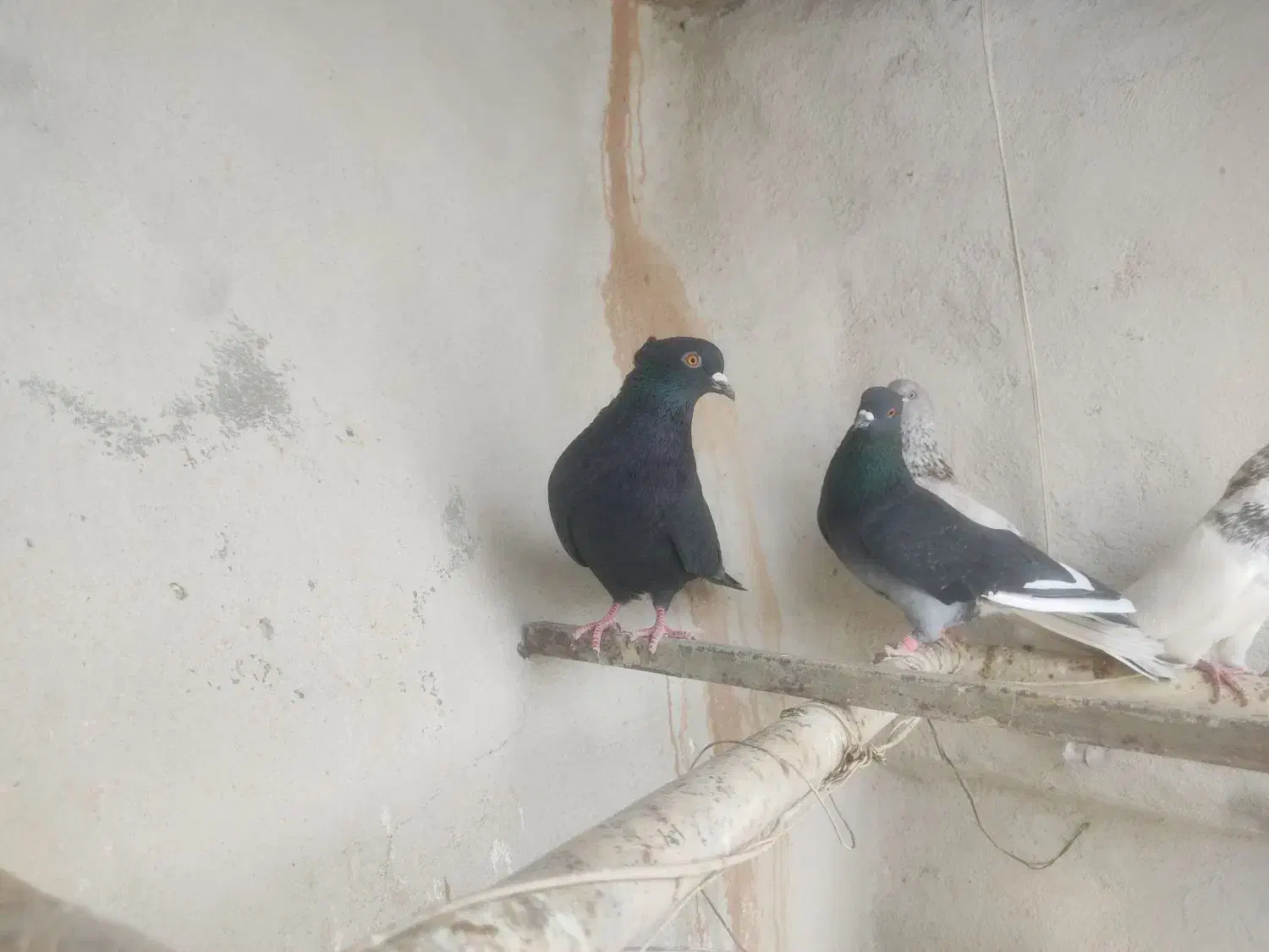 کبوتر|پرنده|معصومیه, |دیوار