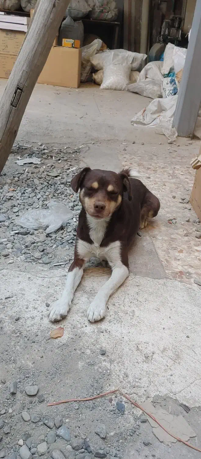 سگ پا کوتاه|سگ|فردیس, سرحد آباد|دیوار