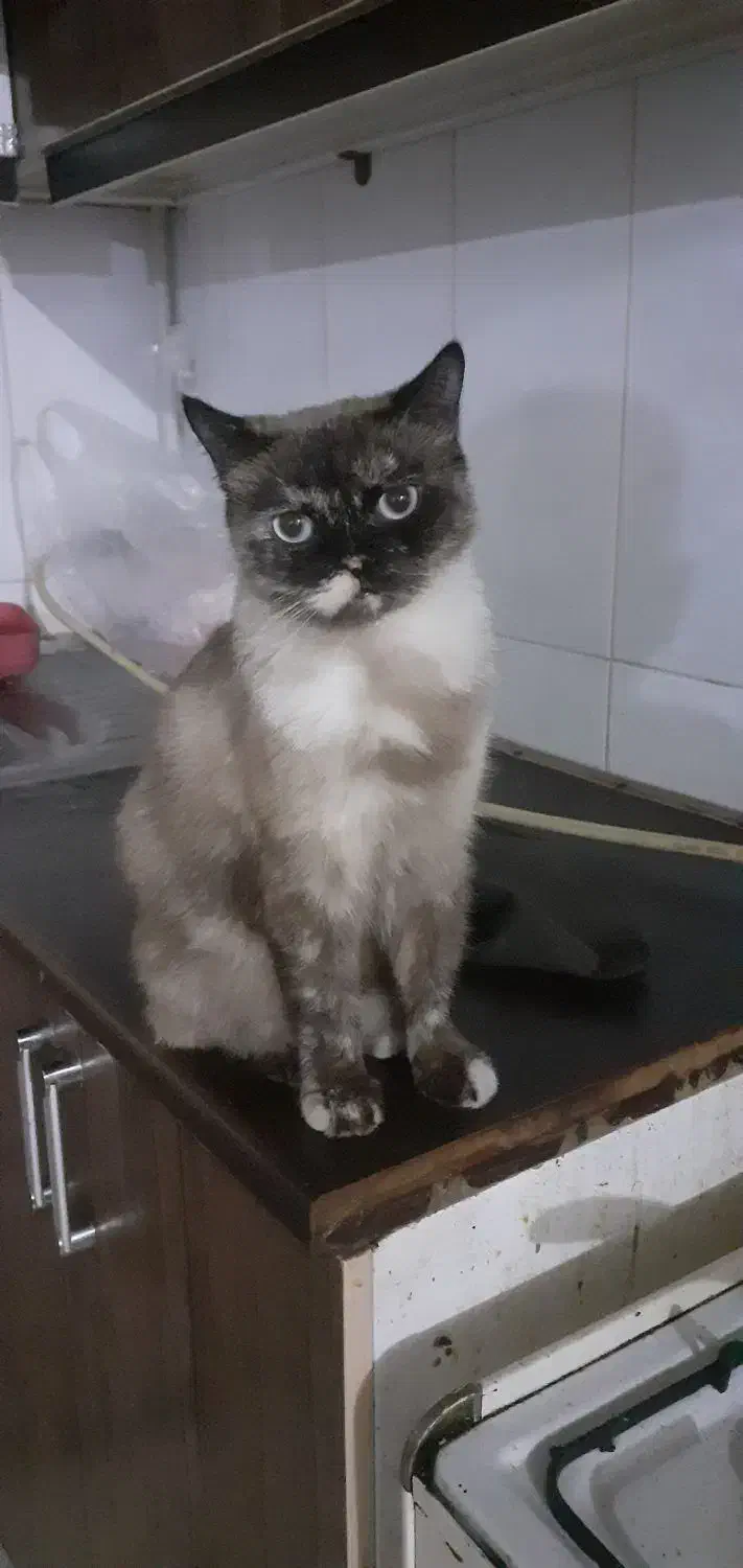 گربه پرشین ماده  ۱ ساله خیلی با ادب وباهاش|گربه|کلاله, |دیوار