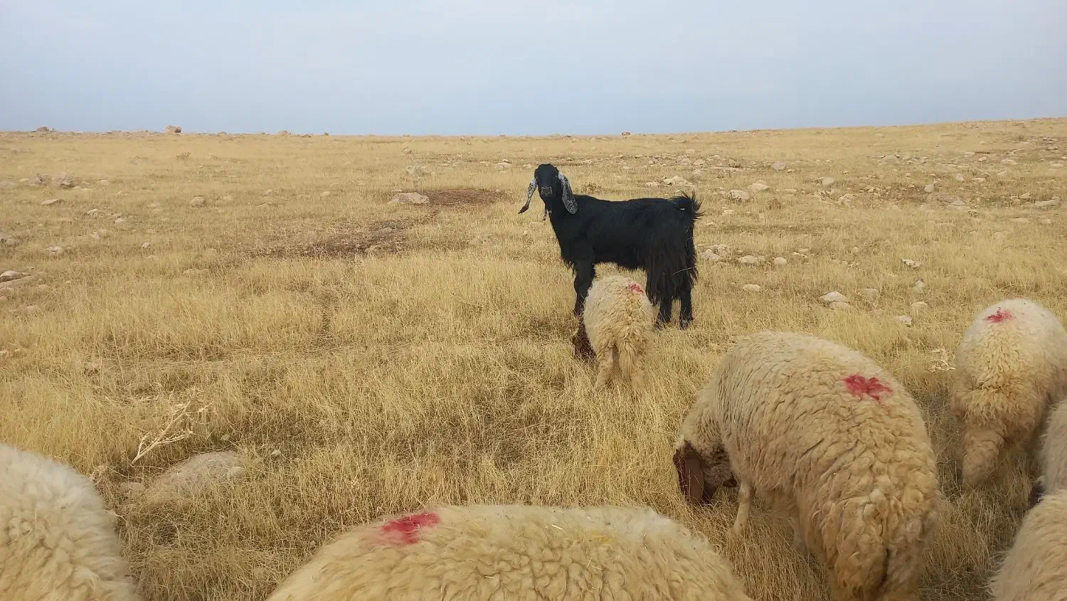 بزداشی درشت هیکل سه مه آبستن|حیوانات مزرعه|سرپل ذهاب, |دیوار