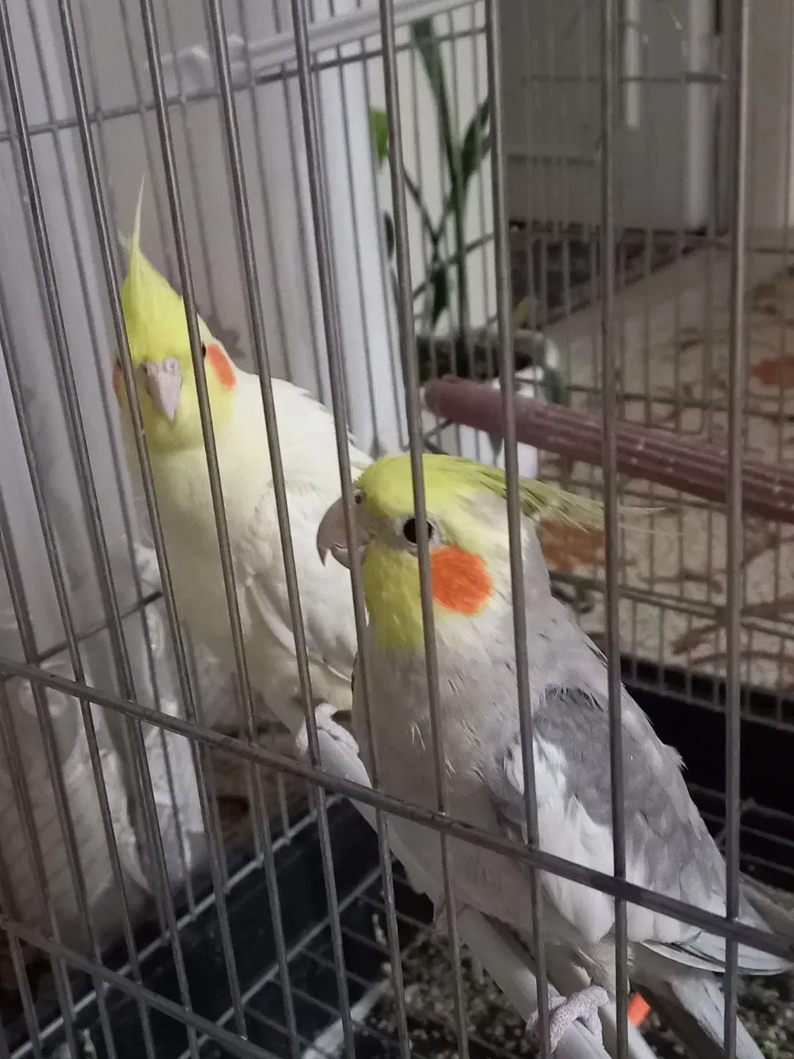 عروس هلندی|پرنده|قم, سرحوض|دیوار