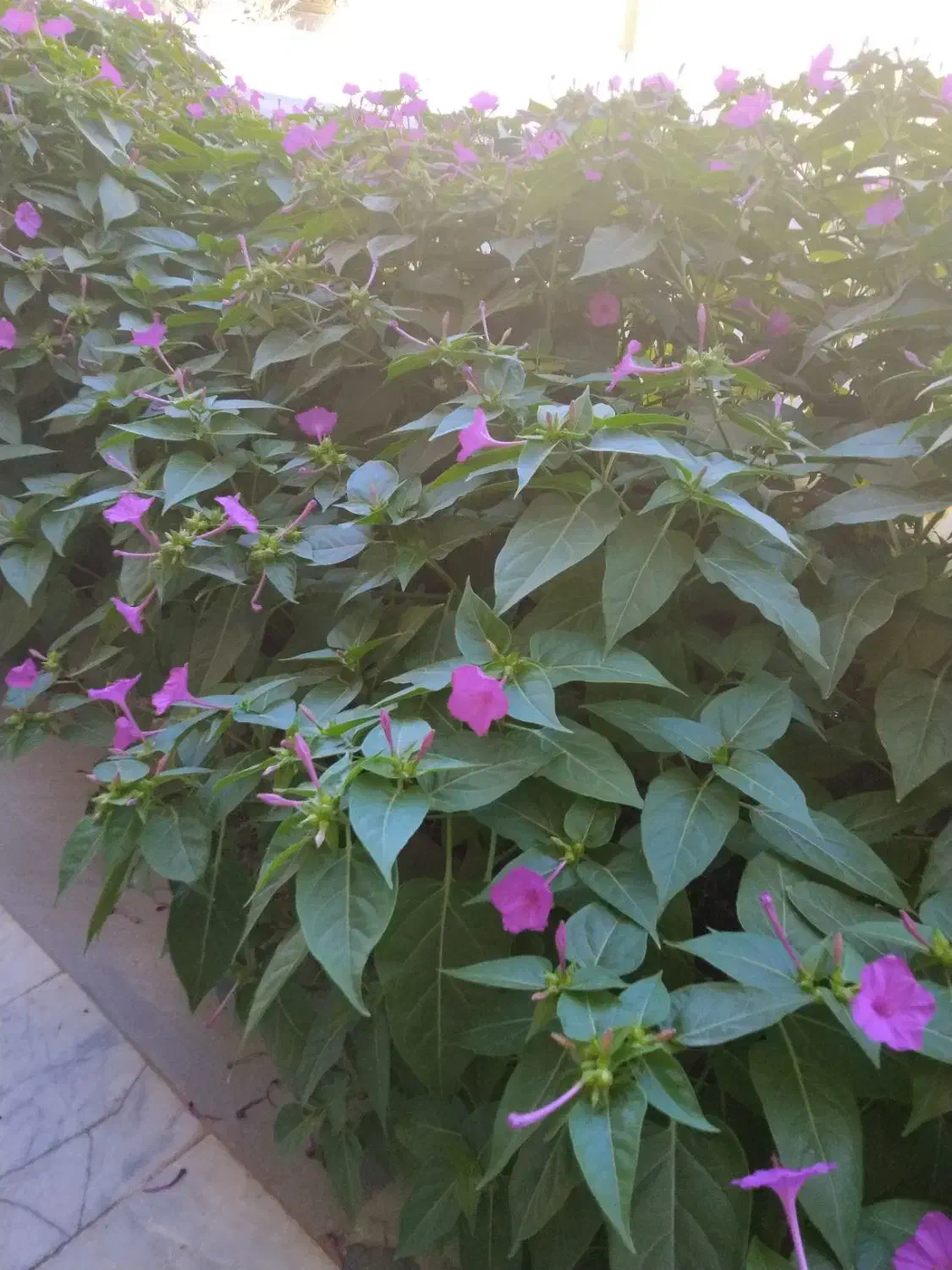 باغبانی|خدمات باغبانی و درختکاری|زاهدان, |دیوار