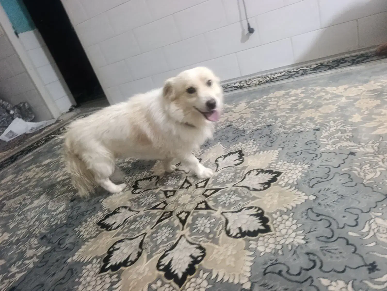 حیوانات|سگ|یزد, |دیوار