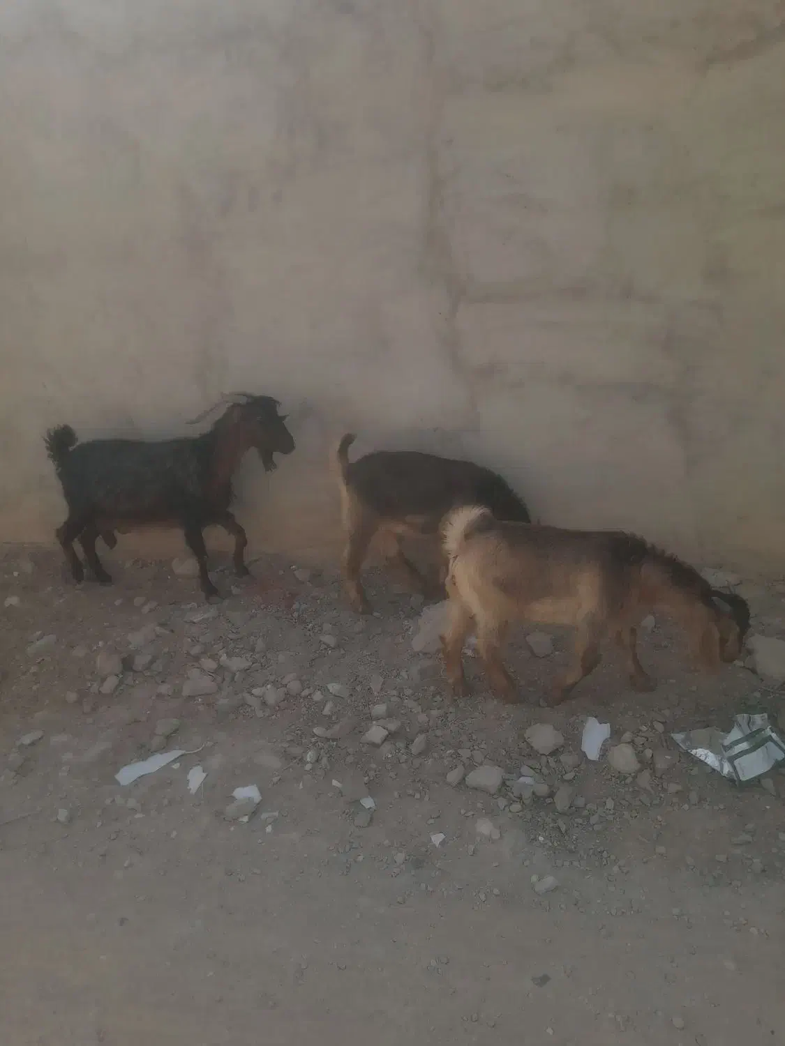 ۳۶۰|حیوانات مزرعه|خاش, |دیوار